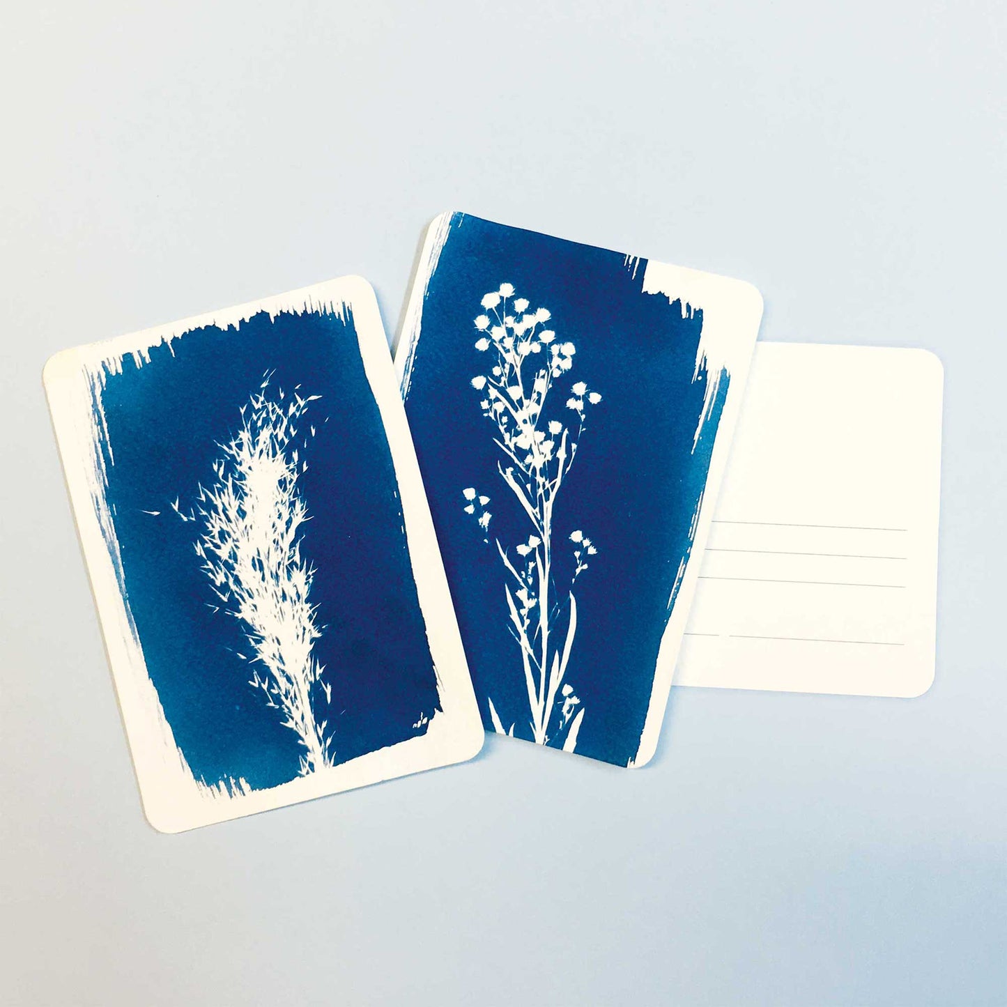 DIY Cyanotype kit - Postcard
